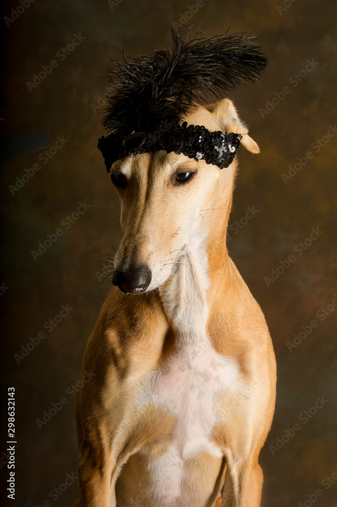 Portrait of a Spanish greyhound with black headband