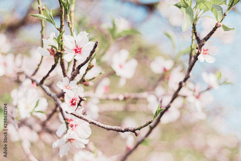 Beautiful almond tree flowers on a branch in the tree with blue sky behind Beautiful almond tree flowers on a branch in the tree with blue sky behind