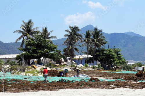 Fototapeta Naklejka Na Ścianę i Meble -  The Vietnamese are engaged in harvesting of seaweed. Kelp dries on the beach.