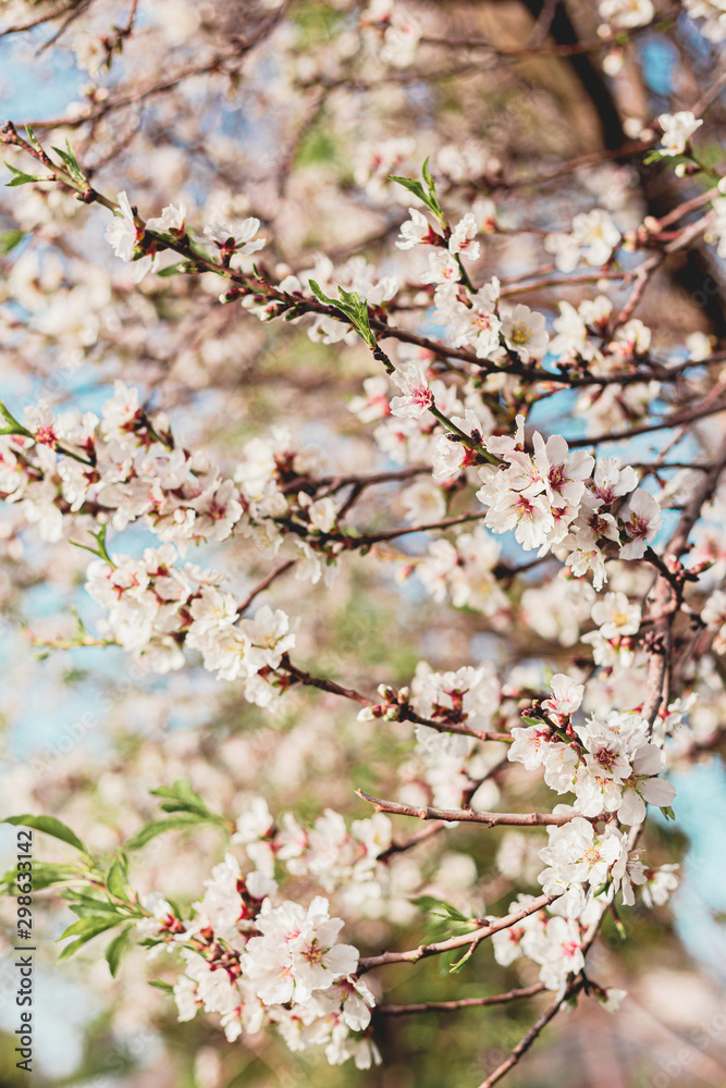 Beautiful almond tree flowers on a branch in the tree with blue sky behind