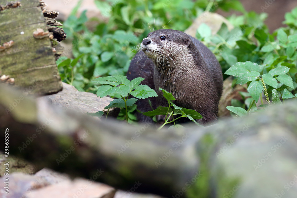 The Asian small-clawed otter (Amblonyx cinerea), also known as the oriental small-clawed otter or simply small-clawed otter on the rock. The Asian small-clawed otter (Amblonyx cinerea), also known as the oriental small-clawed otter or simply small-clawed otter on the rock.