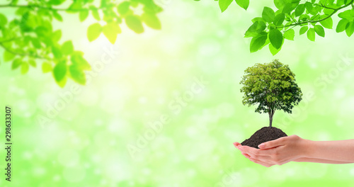 Ecology and Environmental Concept : Hand holding green plant tree growth thru brown soil with green leaves and sunlight in background. 
