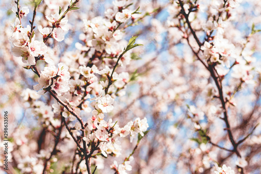 Beautiful almond tree flowers on a branch in the tree with blue sky behind Beautiful almond tree flowers on a branch in the tree with blue sky behind