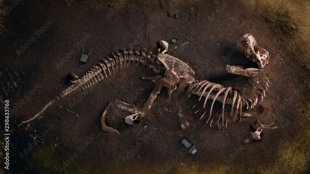 Fototapeta premium Skamielina dinozaura (Tyrannosaurus Rex) znaleziona przez archeologów