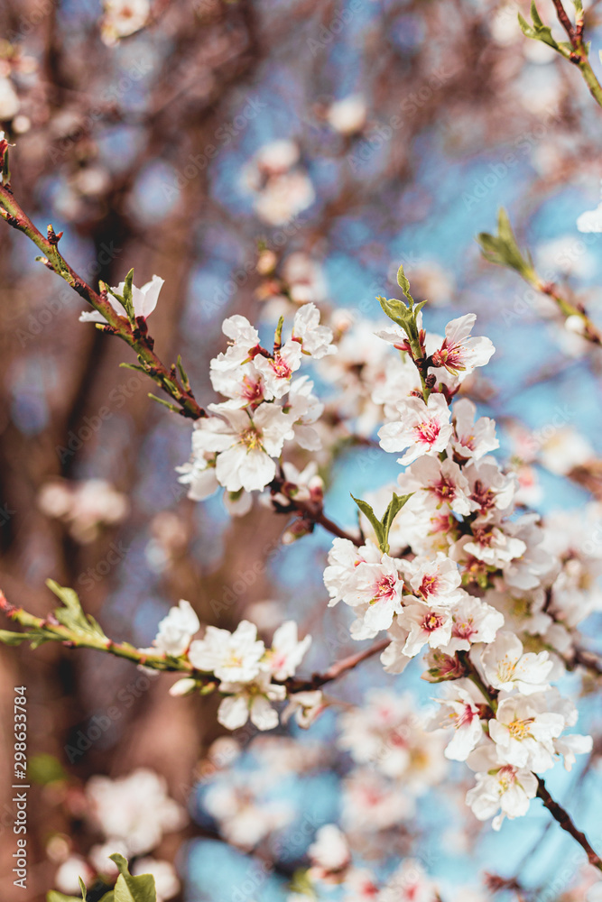 Beautiful almond tree flowers on a branch in the tree with blue sky behind Beautiful almond tree flowers on a branch in the tree with blue sky behind