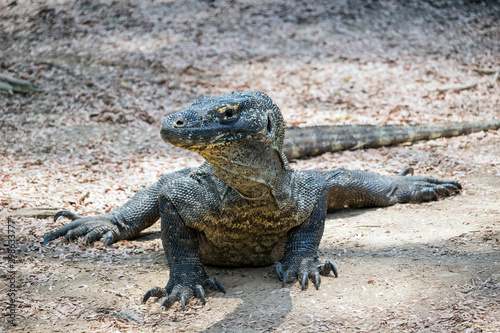 Indonesia - Komodo island - The endangered Komodo dragon  Varanus komodoensis  in half sitting attentive pose with head turned left with blured background