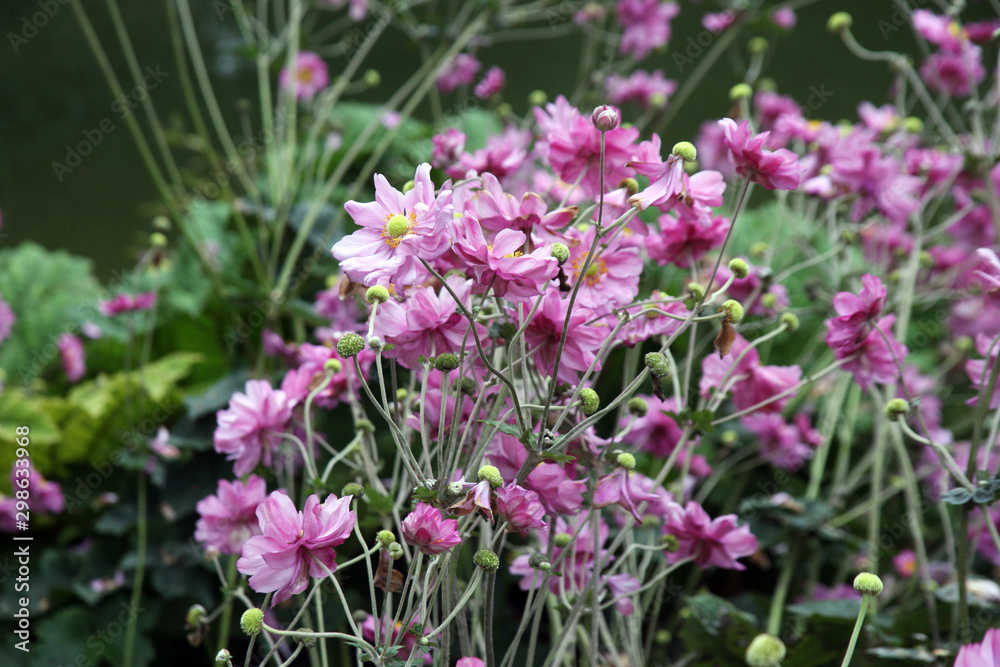 Obraz premium Anemone x hybrida 'Konigin Charlotte', plants and flowers by the end of summer,Zagreb, Croatia, Europe