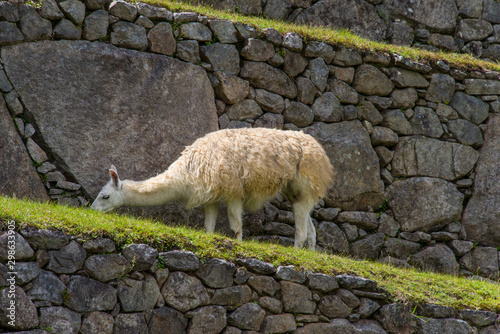 Alpaca is walking in Machu Picchu in Peru © Юлия Серова