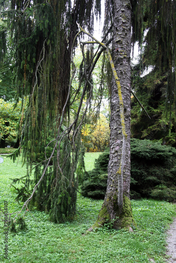 Fototapeta premium Picea abies, plants and flowers by the end of summer,Zagreb, Croatia, Europe
