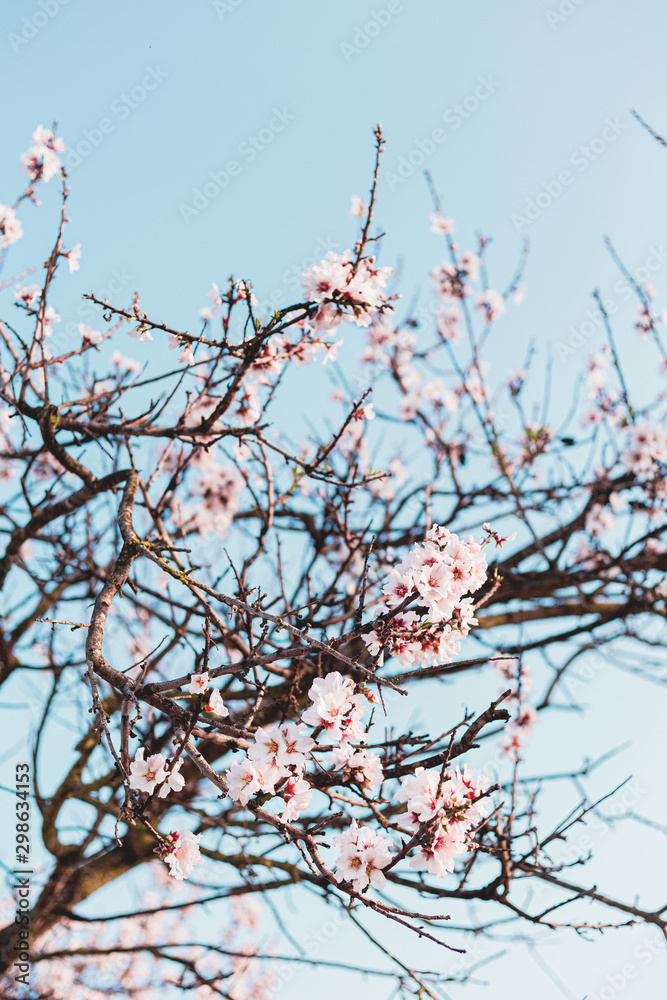 Beautiful almond tree flowers on a branch in the tree with blue sky behind Beautiful almond tree flowers on a branch in the tree with blue sky behind