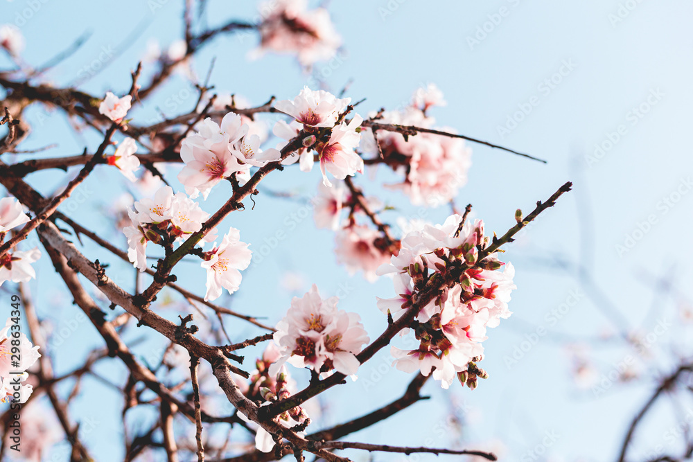 Beautiful almond tree flowers on a branch in the tree with blue sky behind Beautiful almond tree flowers on a branch in the tree with blue sky behind