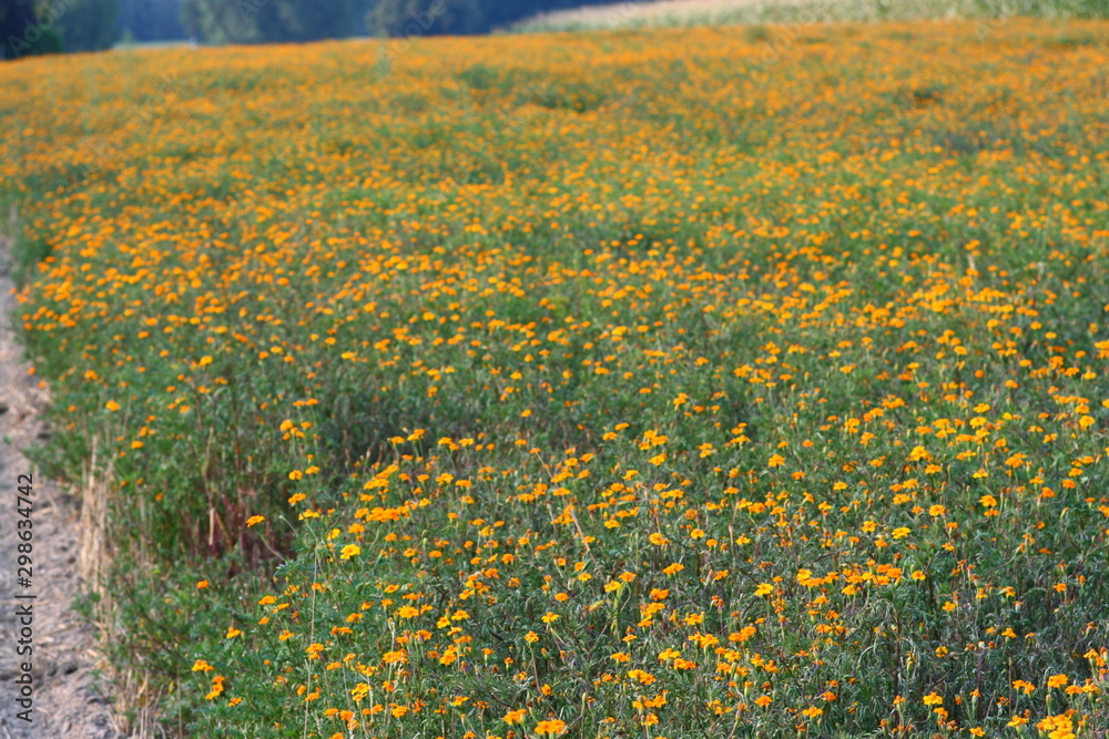 Obraz premium Blumenwiese im Spätsommer