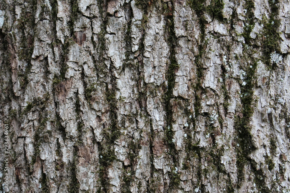 Obraz premium Rugged mossy tree bark texture