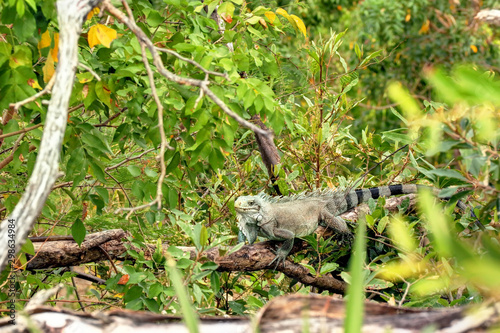 Iguane aux Saintes îles de Guadeloupe Caraïbes Française © feuerpferd1111