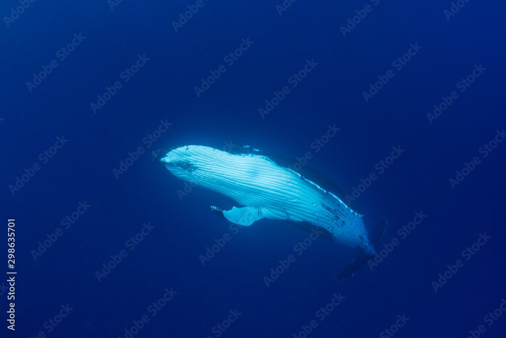 Naklejka premium Humpback whales in Kingdom of Tonga