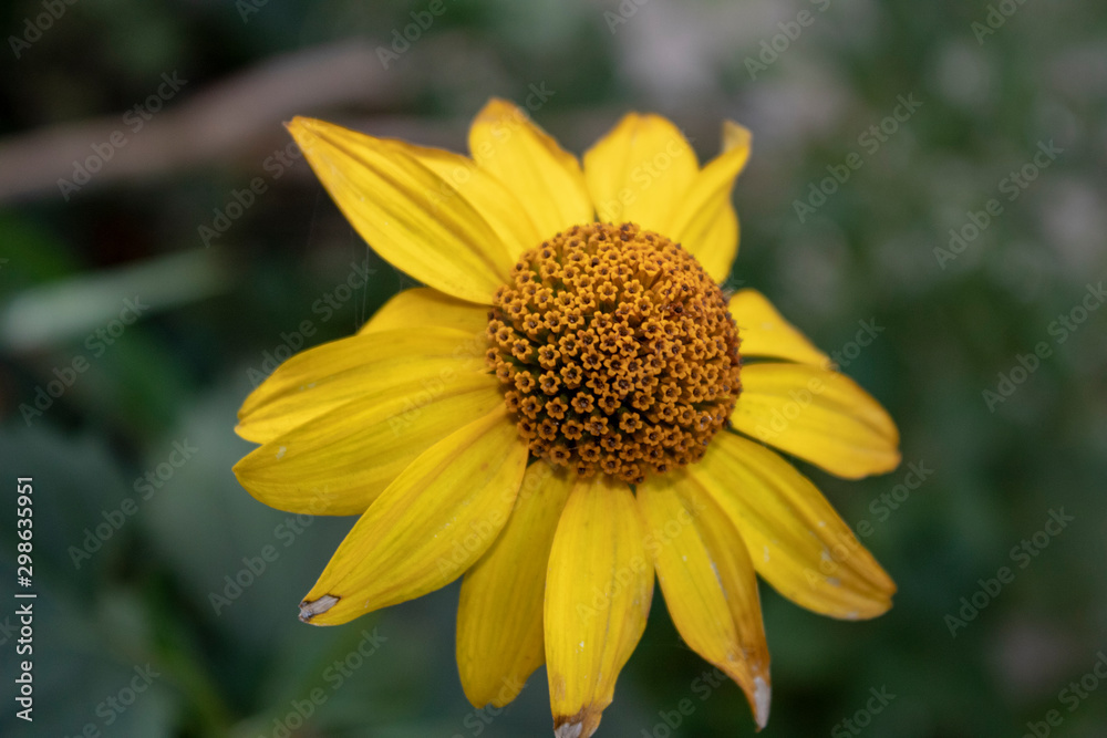 Autumn gerbera with the tips of fading leaves feels the imminent arrival of cold weather Autumn gerbera with the tips of fading leaves feels the imminent arrival of cold weather