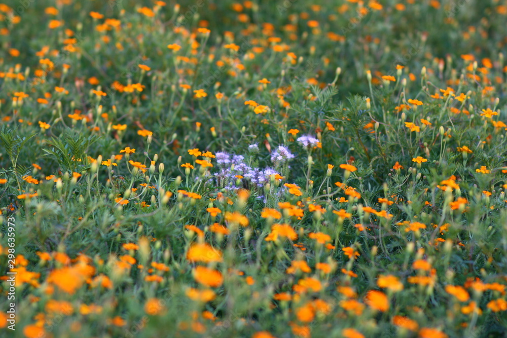 Blumenfeld orange und blau