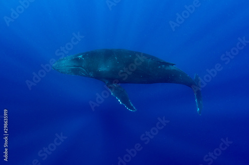 Humpback whales in Kingdom of Tonga