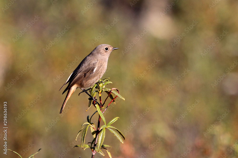 Obraz premium Female of Black redstart, Phoenicurus ochruros