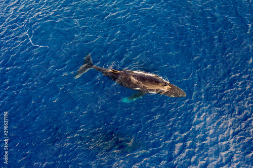 Humpback whale mother and calf aerial photography © Krzysztof Bargiel