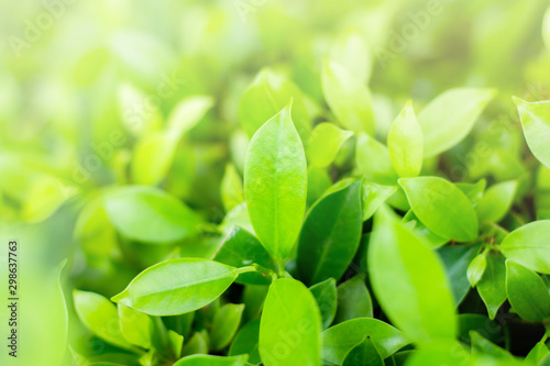Close up green leaf nature view and blurred greenery background in garden with copy space for your design. Nature view of green plants with sunlight. Environmental freshness wallpaper concept.