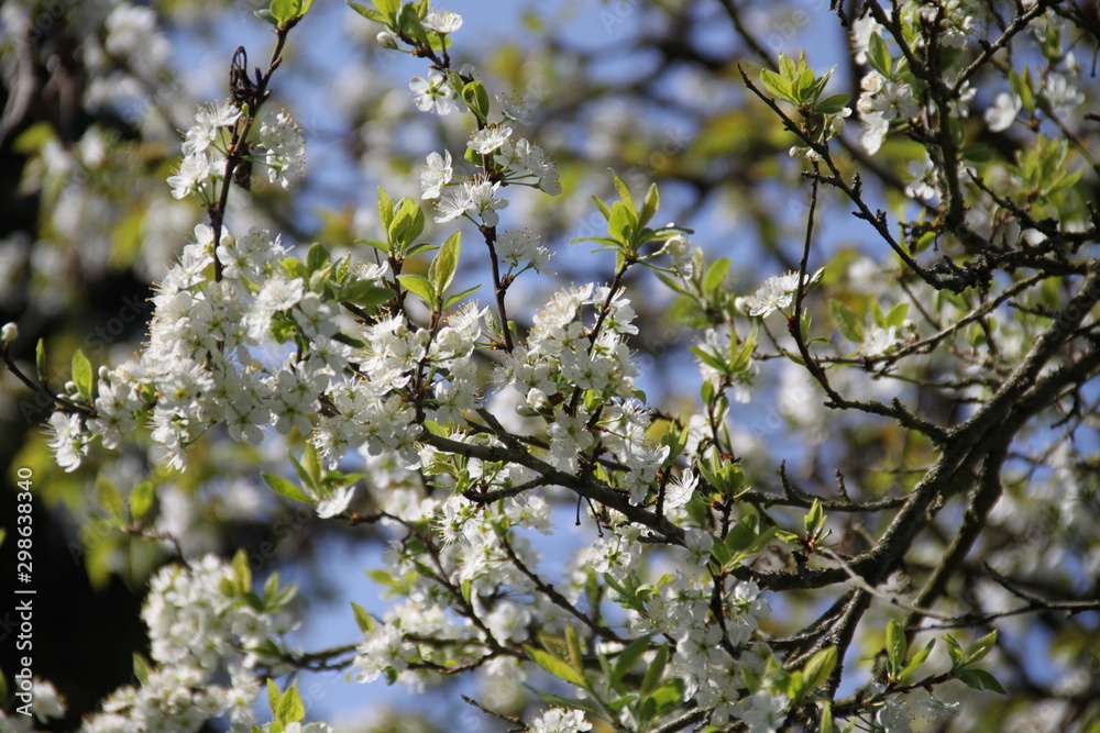 Obraz premium Fleur de verger