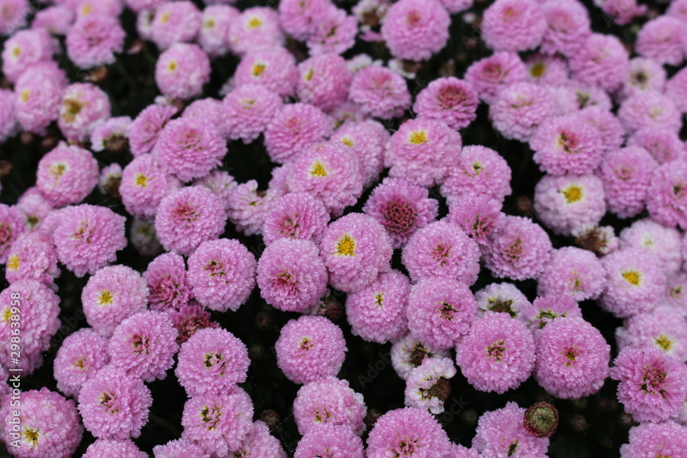Bush chrysanthemums are last autumn flowers Bush chrysanthemums are last autumn flowers