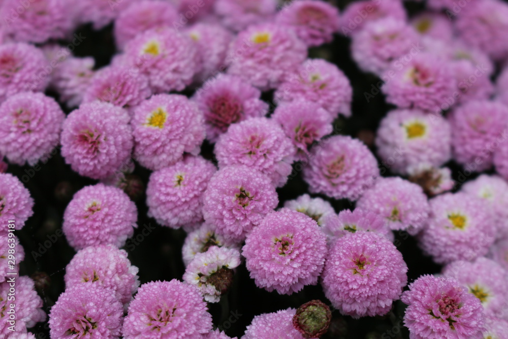 Bush chrysanthemums are last autumn flowers Bush chrysanthemums are last autumn flowers