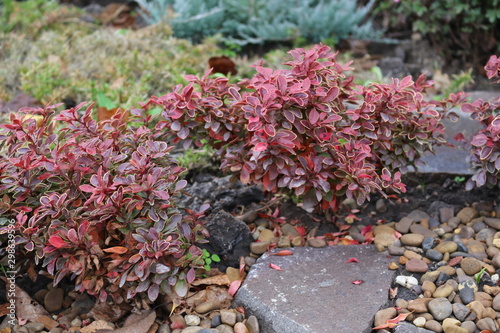  Autumn flowerbed design pleases the eye in the early morning