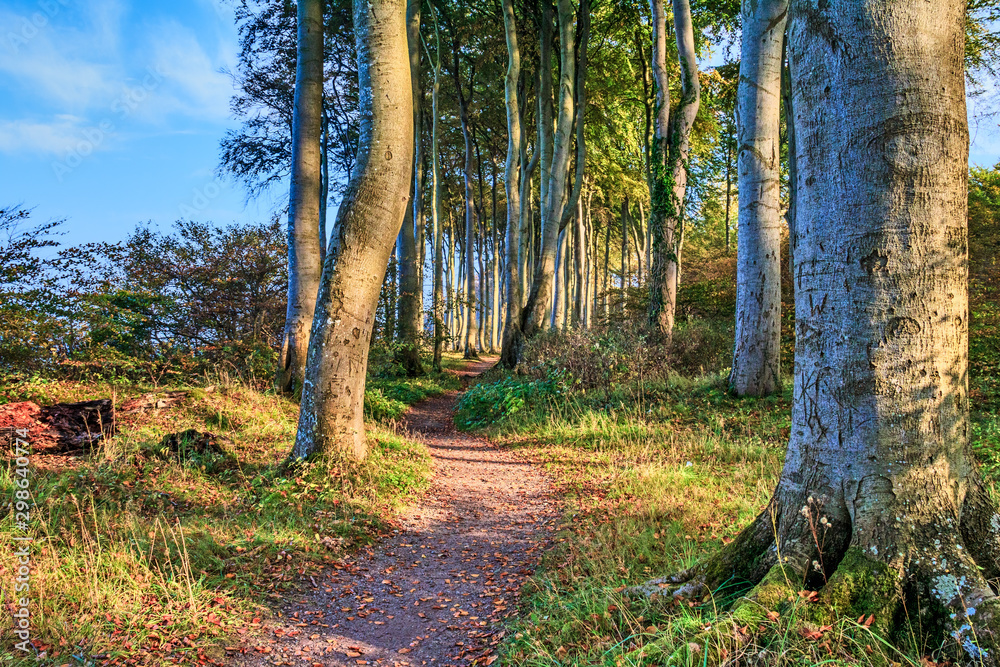 Obraz premium Wanderweg im Küstenwald