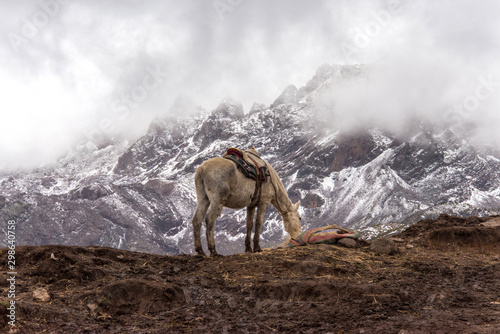 Horse on the background of snowy mountains near Rainbow mountains (Peru) © Юлия Серова