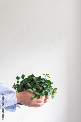 Beautiful green indoor flower in a pot in male hands on a white wall background