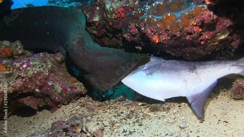 Moray's feast at Malpelo,Colombia part3