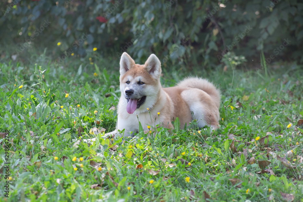 Cute akita inu puppy with lolling tongue is lying on a green grass in the park. Pet animals.