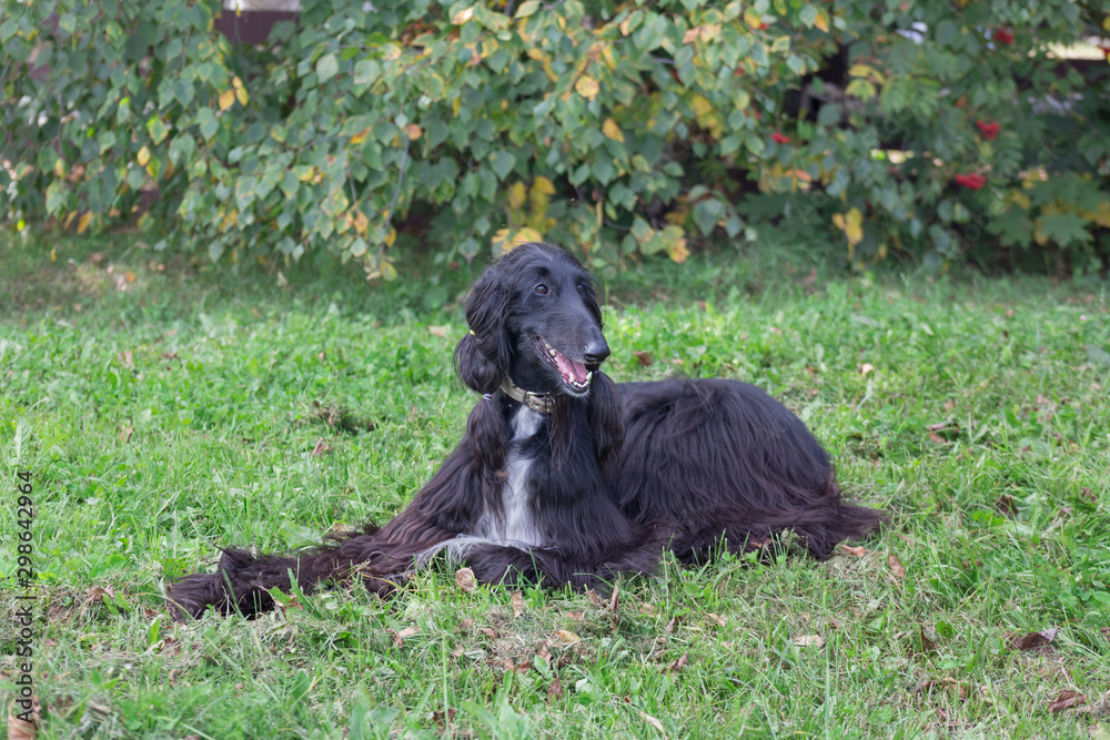 Cute afghan hound is lying on a green grass in the autumn park. Eastern greyhound or persian greyhound. Pet animals. Cute afghan hound is lying on a green grass in the autumn park. Eastern greyhound or persian greyhound. Pet animals.