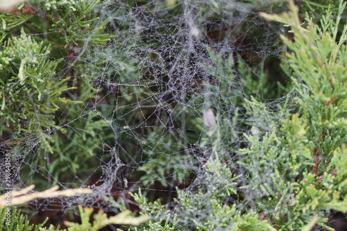  Drops of fog hung on a web in the early autumn morning