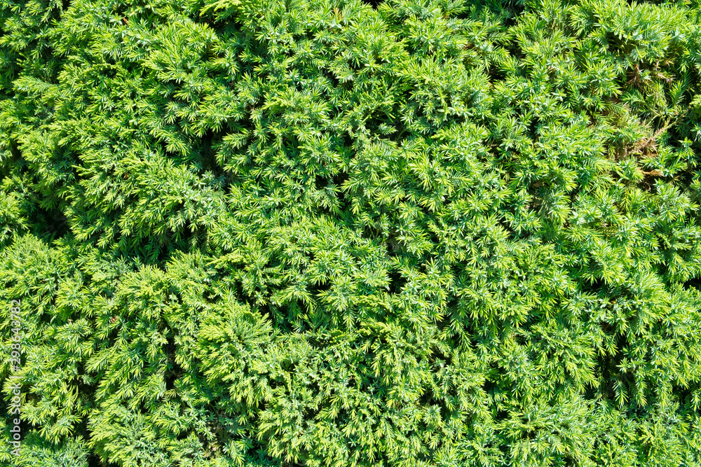 Green bush leaves wall background