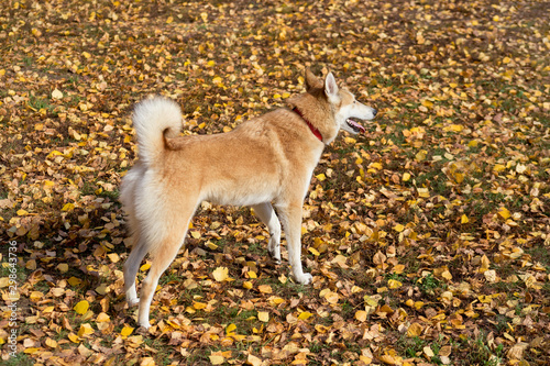 Wallpaper Mural West siberian laika is standing on yellow leaves in the autumn park. Pet animals. Torontodigital.ca