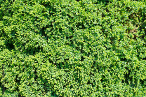 Green bush leaves wall background