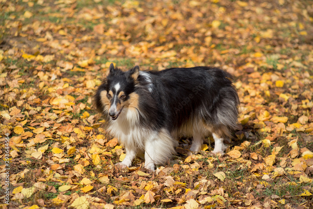 Sad scotch collie is walking on yellow leaves in the autumn park. Pet animals. Sad scotch collie is walking on yellow leaves in the autumn park. Pet animals.