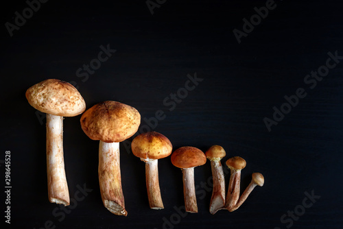Mushroom family on black background, top view. Edible forest mushrooms, copy space. Forest gifts, autumn gathering and harvesting of wild forest mushrooms.
