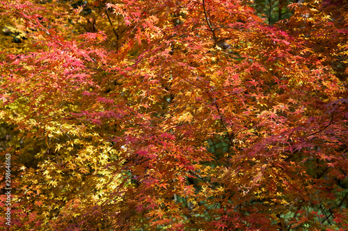 Bright orange, yellow and dark red leaves of Japanese maple at autumn. Japan