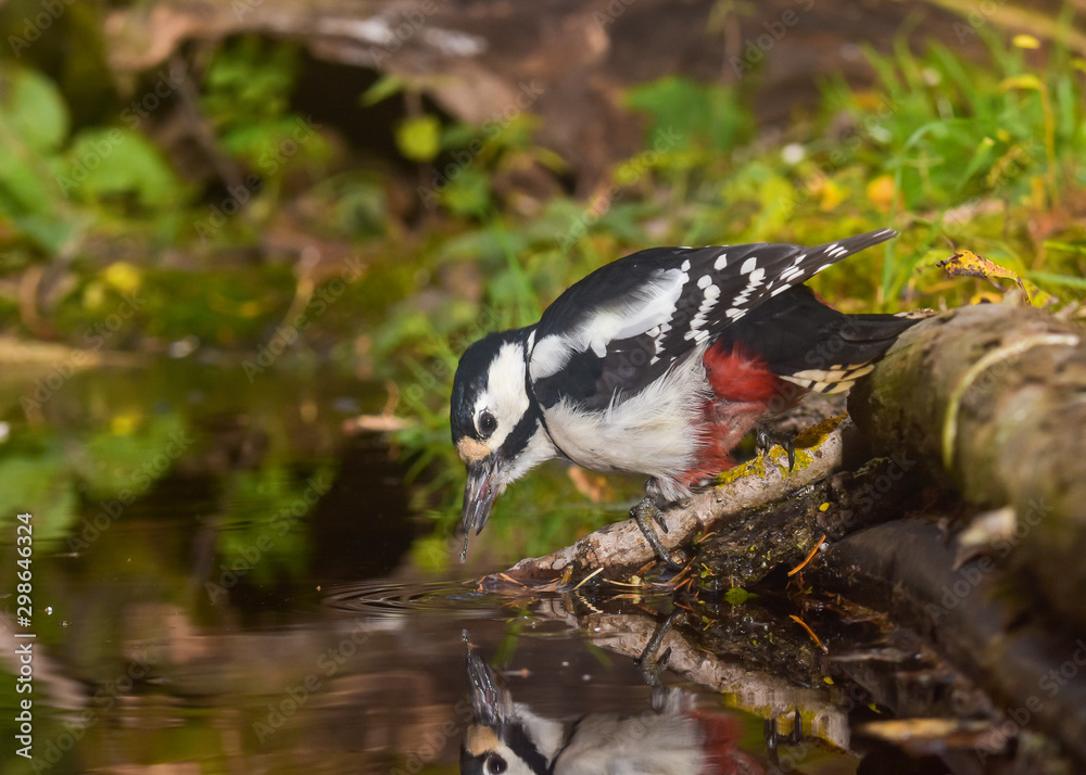 Obraz premium Great Spotted Woodpecker