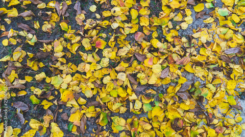 yellow leaves lie on the ground