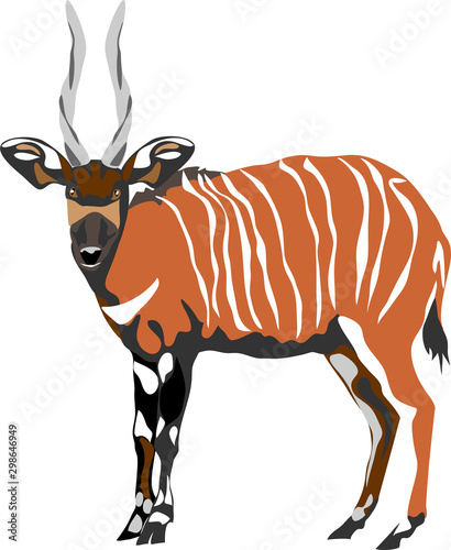 Bongo antelope - Tragelaphus eurycerus photo
