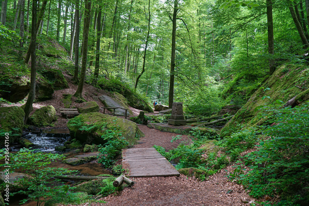 Obraz premium Waldweg