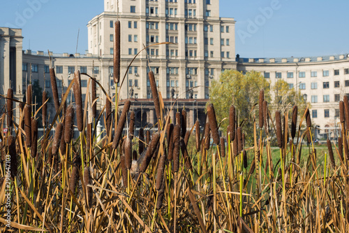 Flowering reeds at the pond in the Park on the background of city buildings. photo