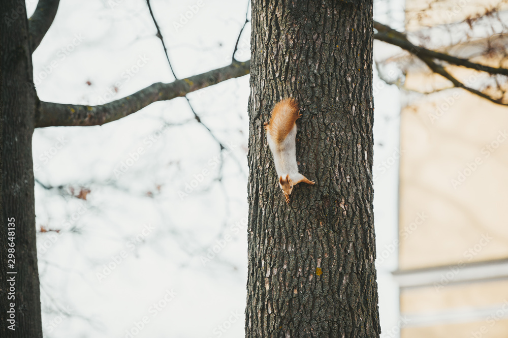 Squirrel on the tree in autumn time
