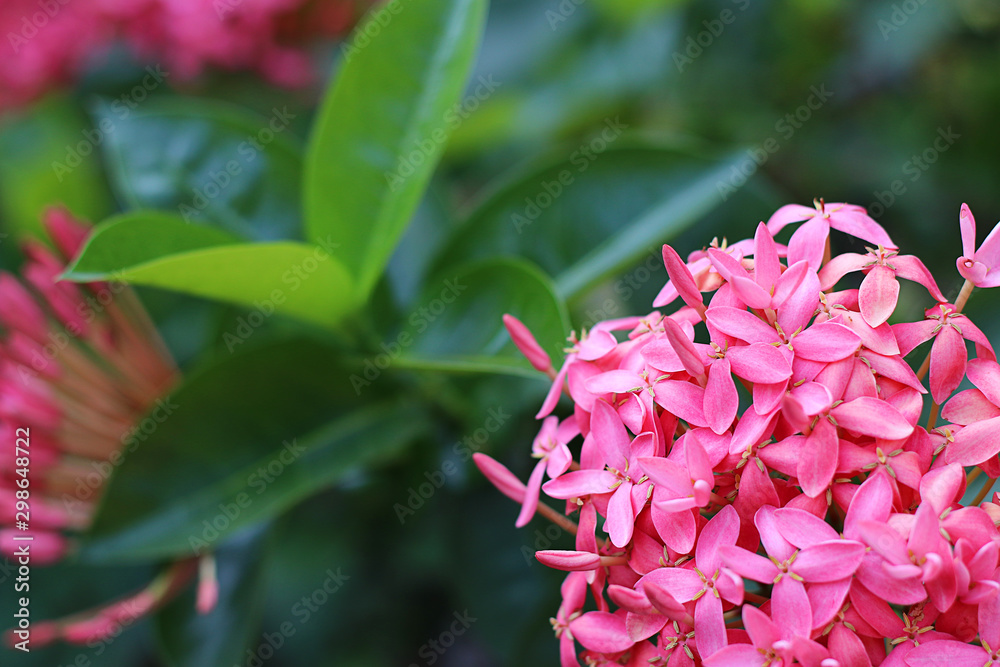 Pink Ixora flower in garden with copy space for background