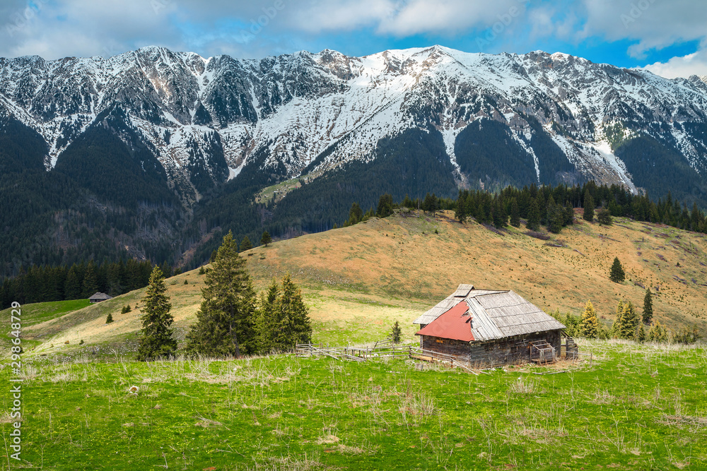Obraz premium Alpine spring pasture with snowy mountains in background, Transylvania, Romania